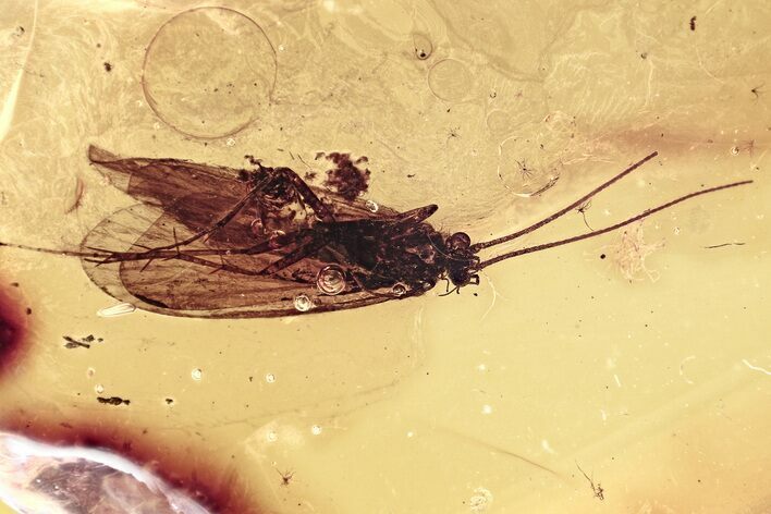 Detailed Fossil Caddisfly (Trichoptera) In Baltic Amber #381302